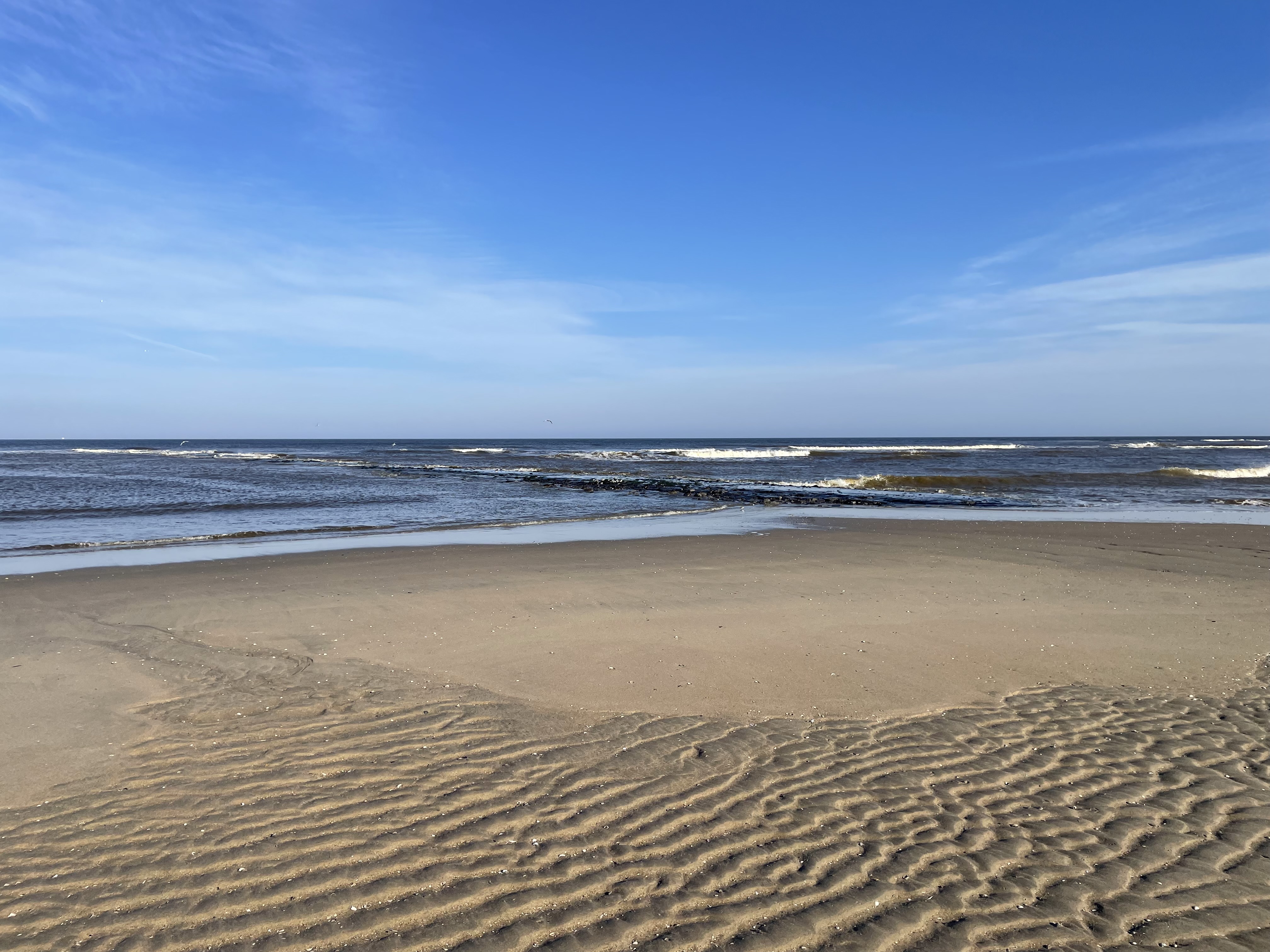 Hond op het strand bij zee