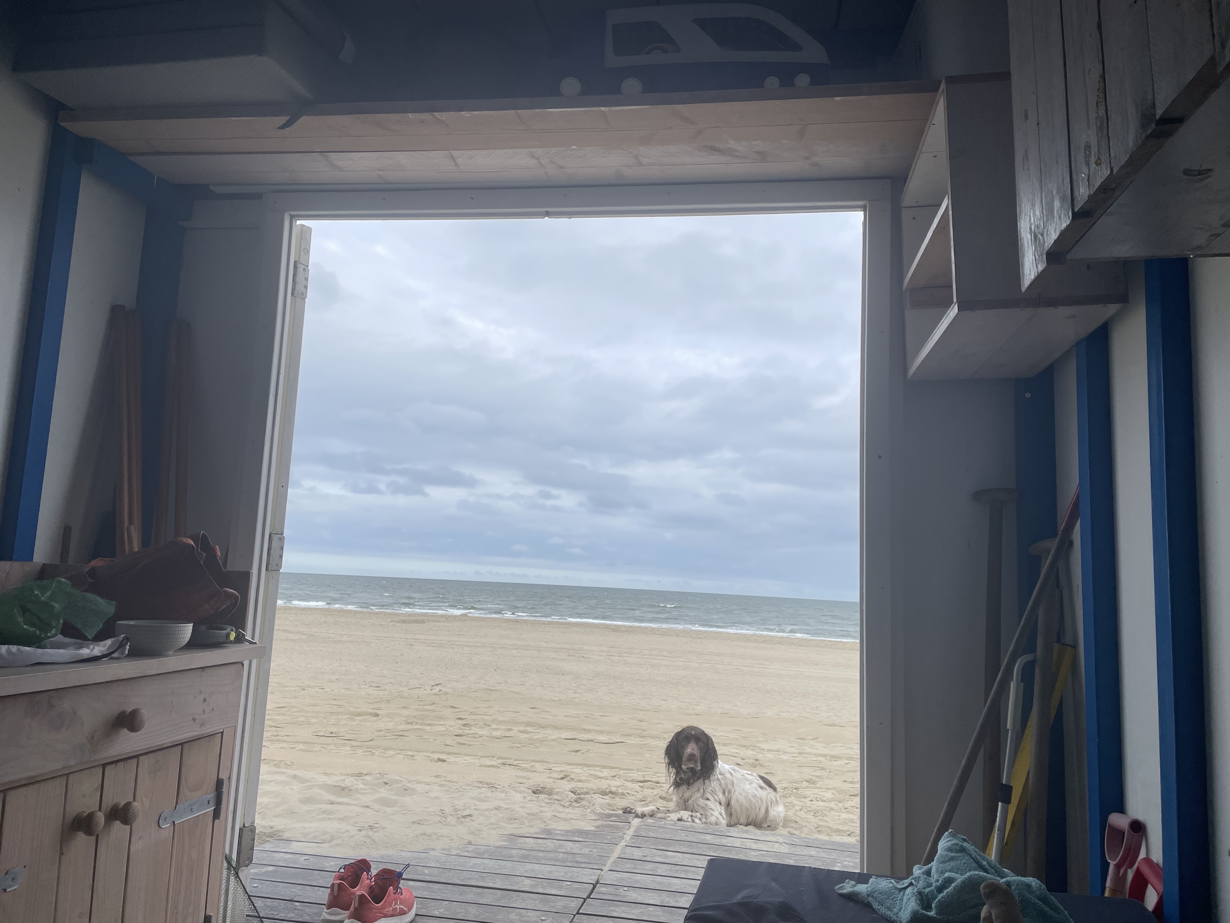 Hond op het strand bij zee