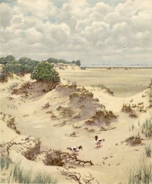 Historical image of De Beer